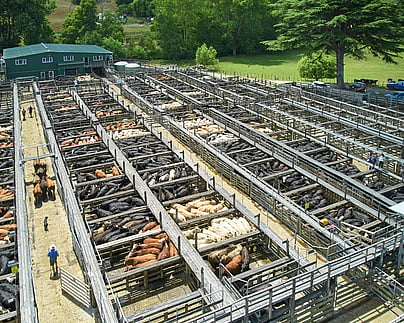 Craig Brown Photographer's image of cows at a sale yard