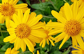 Arnica Cream
