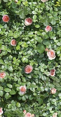 LIMPHA CORAL ROSE