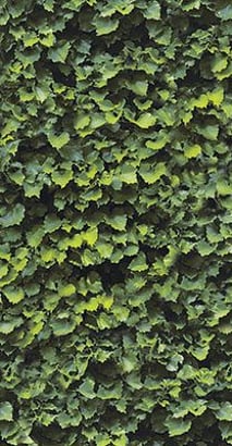 LIMPHA ARBOREA