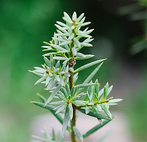 TŌTARA PLANTING