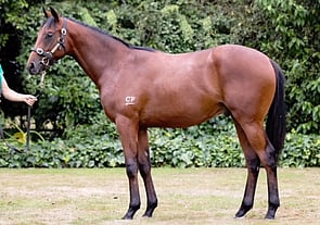 Foxwedge x Mrs Squillionaire colt Lot 417