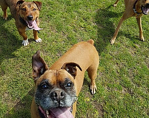 3 doggy day trips for 115 per week