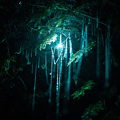 Close up of glow worm with silks 