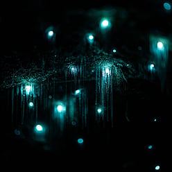 Visit glow worms on the Rotorua Lakes edge with Taiao Adventures