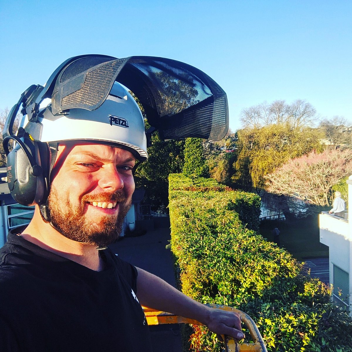 Tree Removal Services Hamilton | Triggers Trees & Hedges