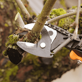 Waikato Tree reductions - close up of branch being trimmed