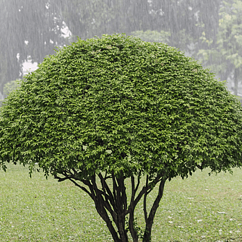 Waikato Tree reductions - shaped tree