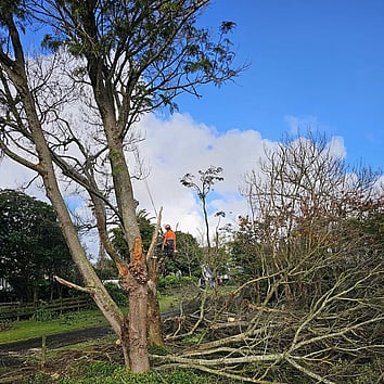Hamilton Tree lifting- tree overhanging driveway