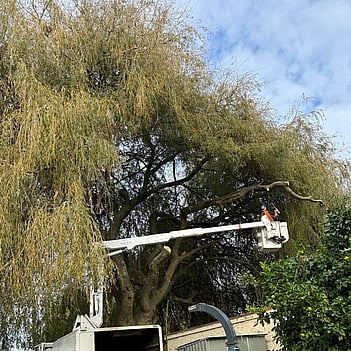 Te Awamutu Tree lifting- tree overhanding into garden