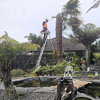 Te Awamutu Tree lifting- trimming of palm tree