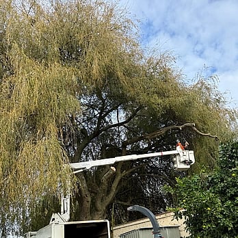 Waikato Tree lifting- tree overhanding into garden
