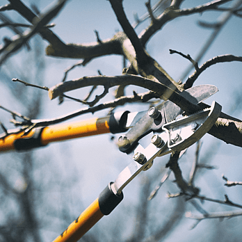 Waikato Tree lifting- pruning in process