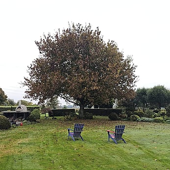 tree reductions Matamata - tree needing to be trimmed to let in light