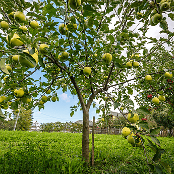 tree reductions Cambridge - fruit tree trimmed