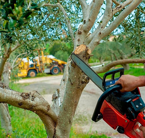 Removing deadwood prevents disease and decay from spreading.