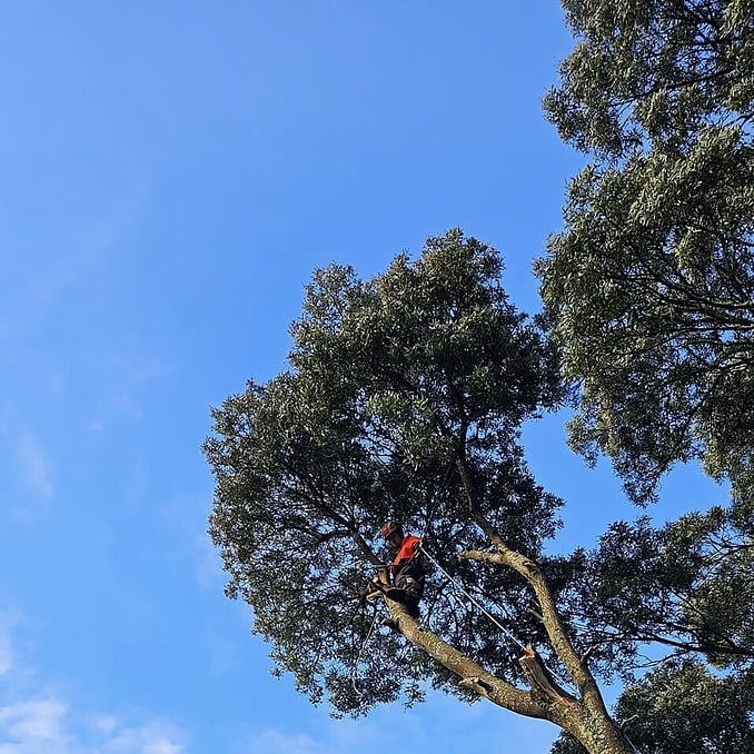 Formative Pruning a fruit tree in the correct season by Trigger Trees in Hamilton