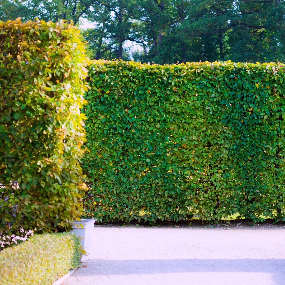 Hedge Trimming Hamilton | Triggers & Trees
