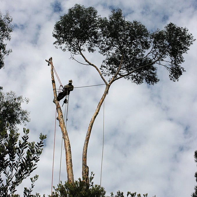 tree removal in Waikato