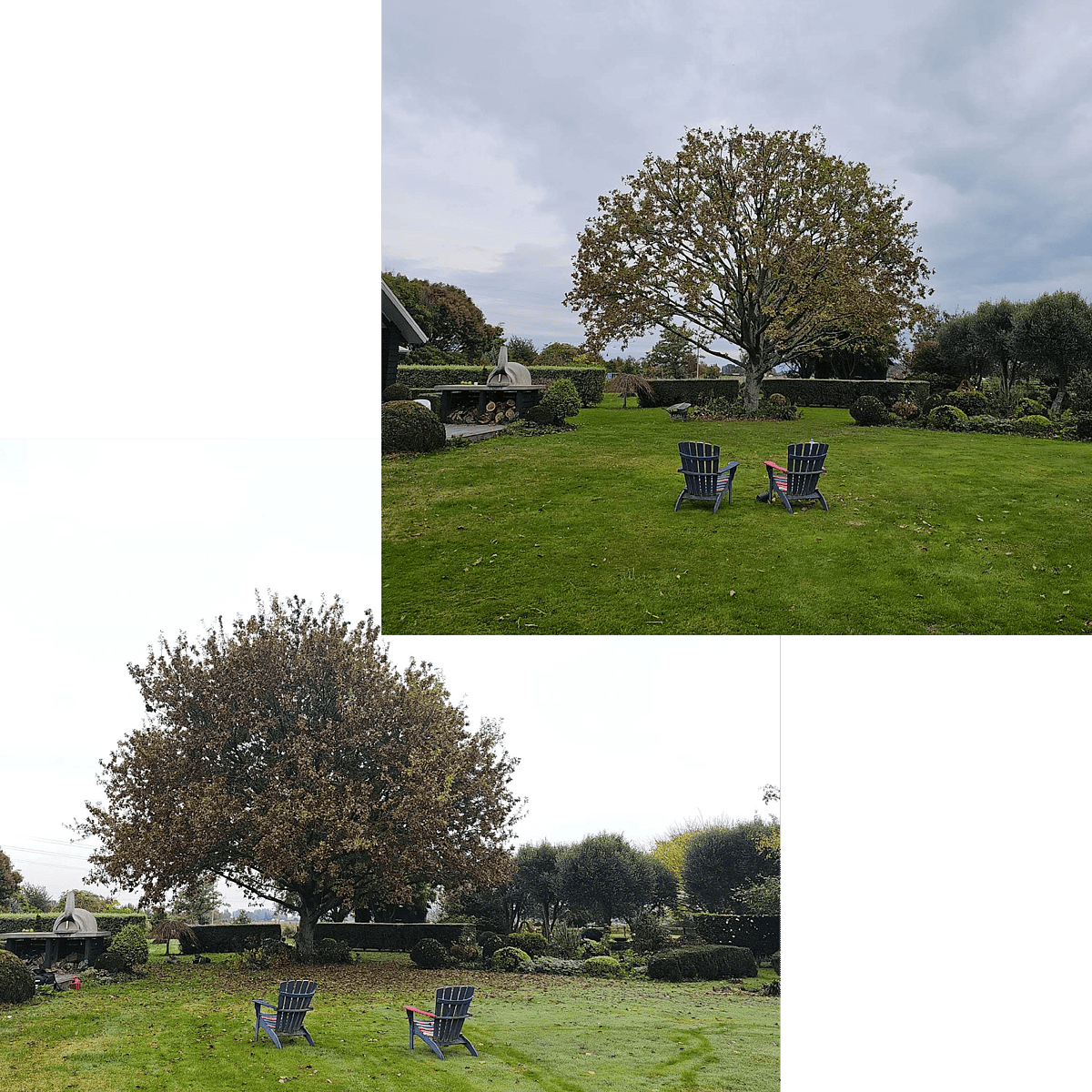 Tree reduction services Hamilton | Triggers Trees & Hedges