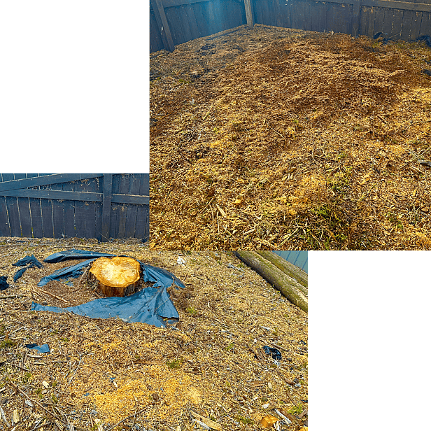 stump grinding in Hamilton