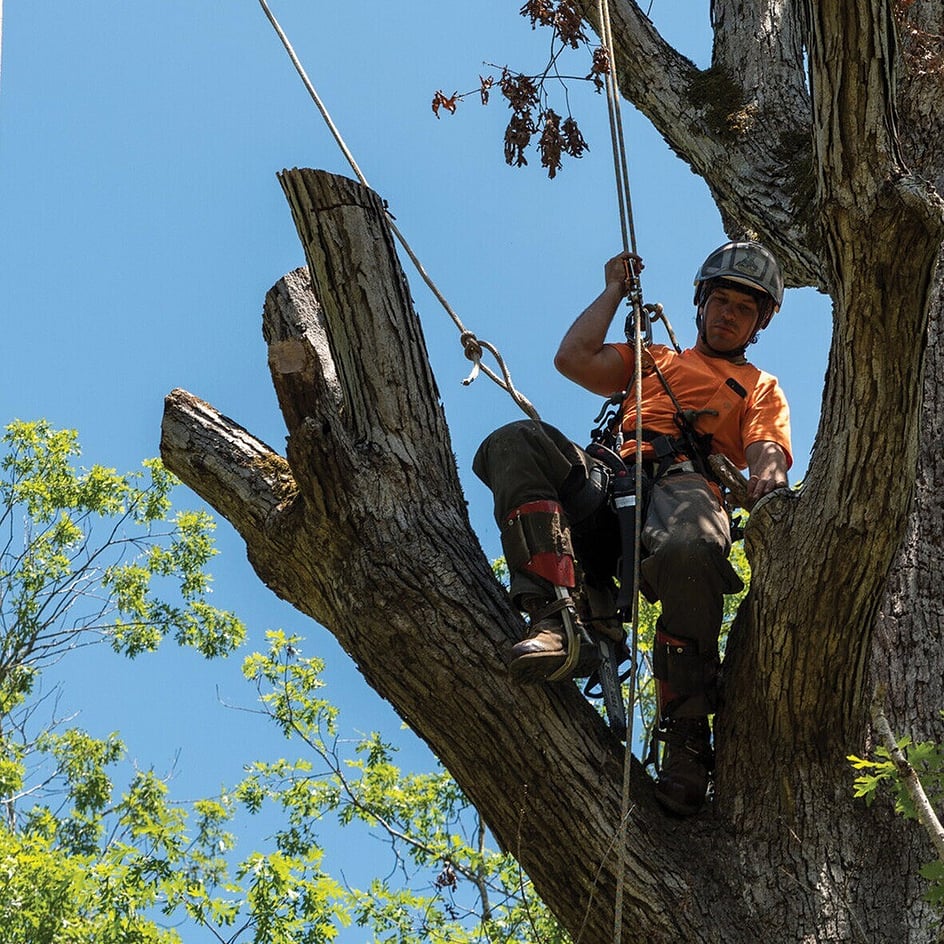 Deadwood Removal in Te Awamutu by Triggers Trees and Hedges