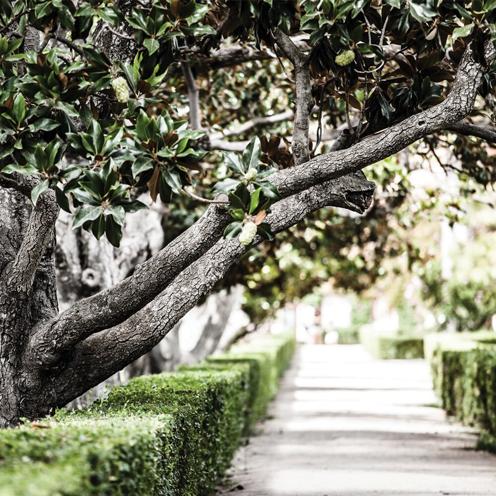 Tree Lifting Services Hamilton | Triggers Trees & Hedges