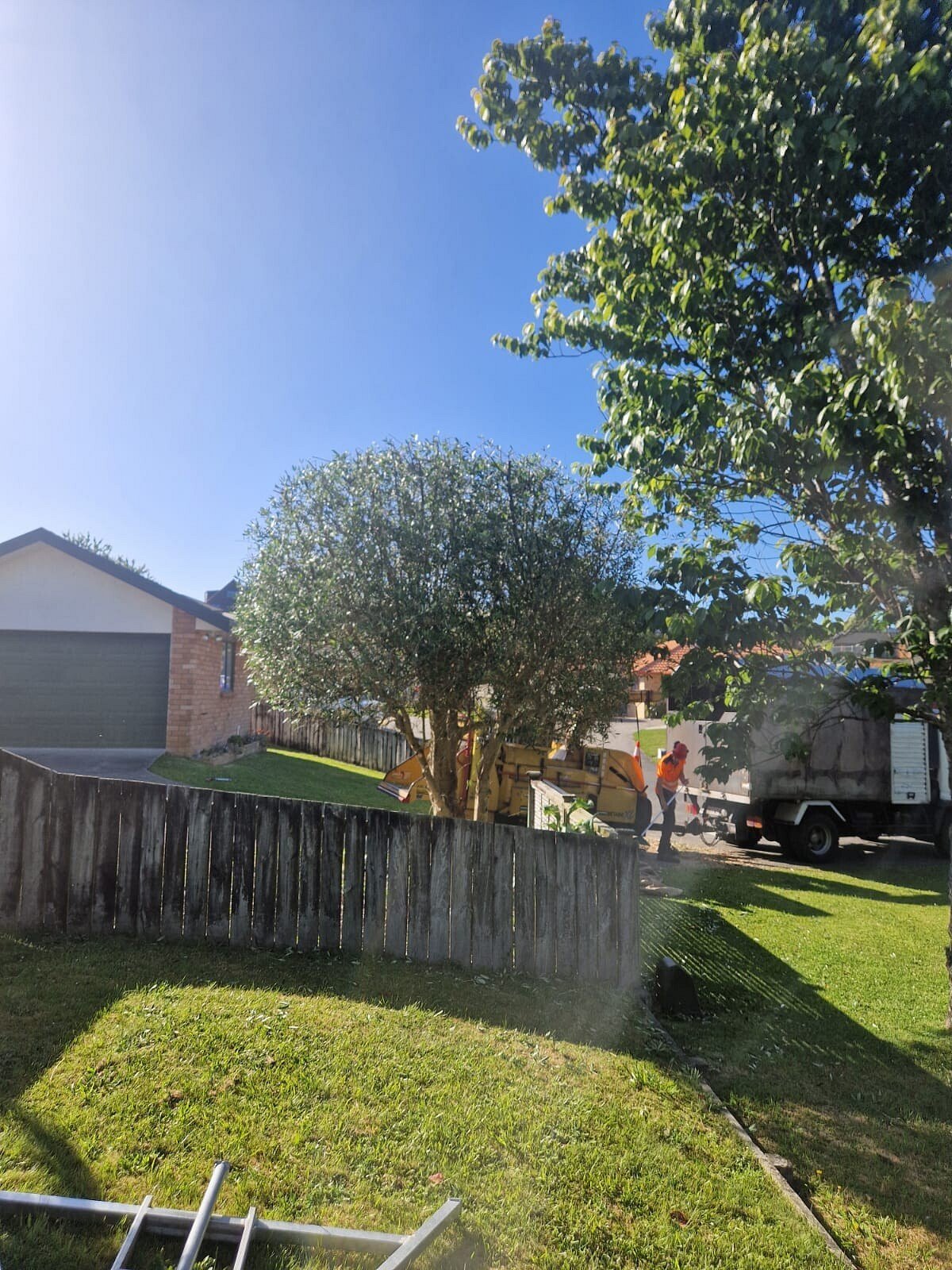 Land clearance Hamilton | Triggers & Trees