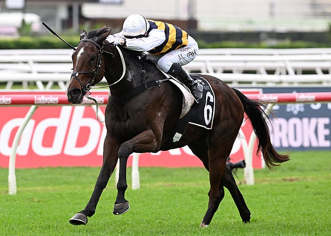 Group One performer Hezashocka has returned to New Zealand.   - Photo: Grant Peters