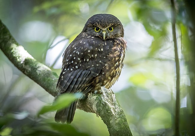 Image by John Parker, Maddox Photography NZ. New Zealand bird photography tours & workshops. Image of Morepork owl, Ruru.