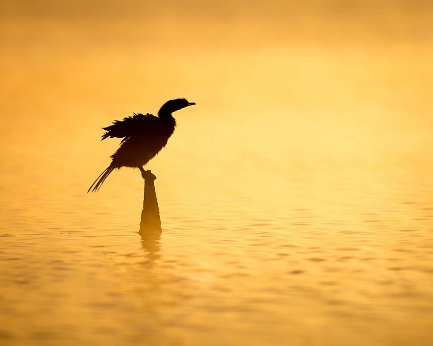  Image by John Parker, Maddox Photography NZ. New Zealand bird photography tours & workshops. Image of Dottrill.