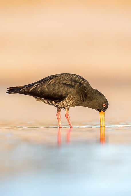 Image by John Parker, Maddox Photography NZ. New Zealand bird photography tours & workshops. Image of New Zealand bird.