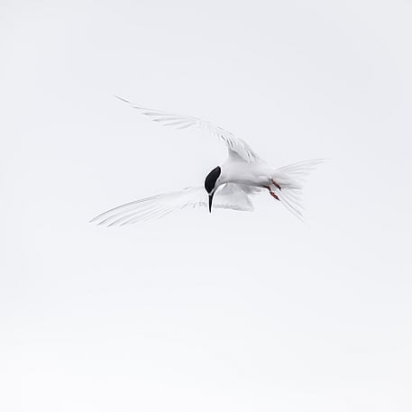 Image by John Parker, Maddox Photography NZ. New Zealand bird photography tours & workshops. Image of New Zealand bird.