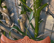 Hand carved Rimu wood Whai (stingray) featuring an engraved traditional Kowhaiwhai design