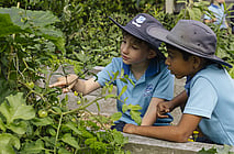 GARDEN TO TABLE