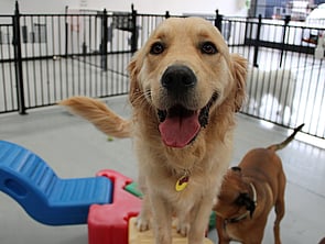 DOG DAYCARE ALBANY