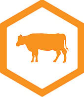 Cattle Handling