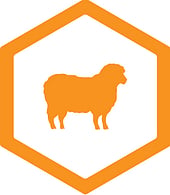 Sheep Handling
