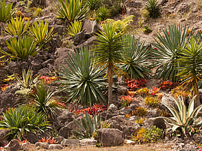 Cactus Bank - An interesting selection is thriving in arid conditions.