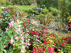 Fuchsia Area - A colourful display 12 months of the year is provided by many different varieties growing in full sun!