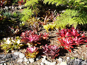 Bromeliads                                                                         - This attractive collection is enjoying conditions under the pongas.