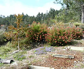 Australian Area - Spring 2001 saw the commencement of planting Australian plants in this dedicated area.