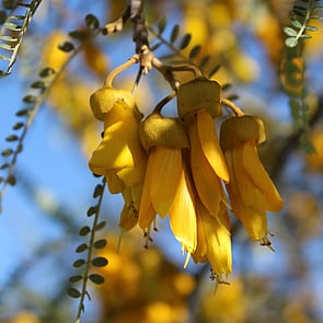 Respect - Treat each other, students, whānau, teachers and others with care and respect.