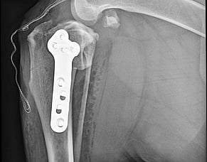 Five Facts about Cruciate Disease in Dogs