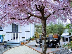 Outdoor patio area behind blossom tree