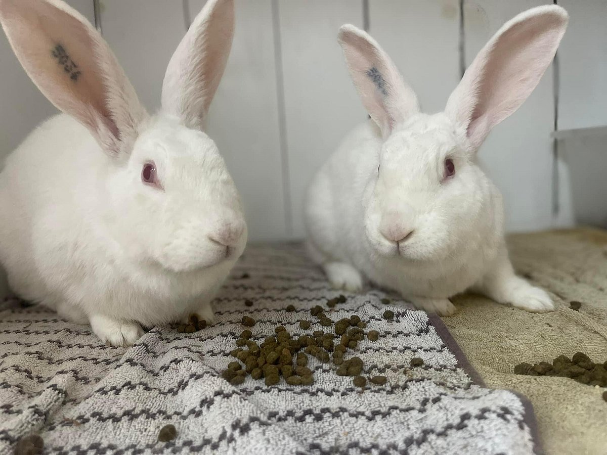 Bond The Rabbit Bunny Bonding | The Bunny Bach