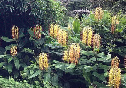 wild ginger pest plant