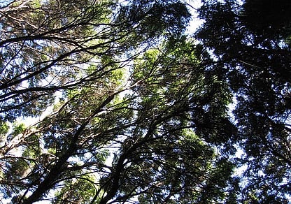 looking up at sky through kanuka trees