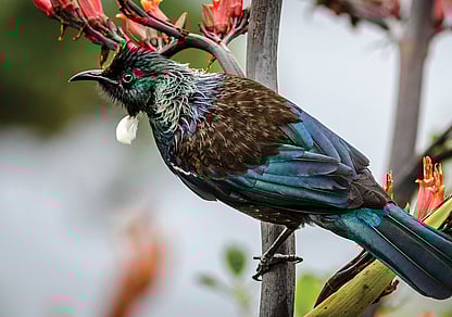 beautiful tui bird on flax flower