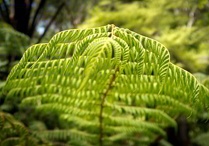 close up of a bright green ponga leaf